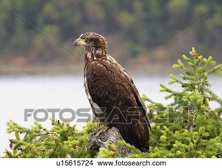 A bald eagle View Large Photo Image Picture - A bald eagle. Fotosearch
