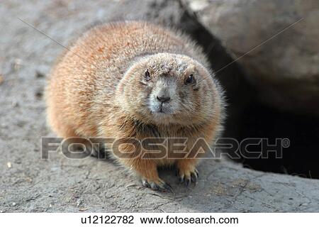 A beaver View Large Photo Image Stock Image - A beaver. Fotosearch