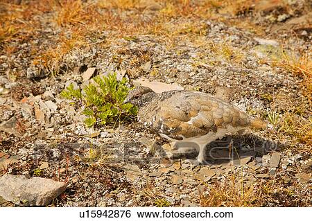 A bird in camouflage View Large Photo Image Stock Photograph - A bird in camouflage. Fotosearch
