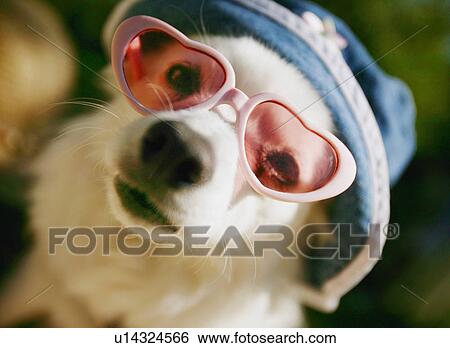 A cute dog wearing sunglasses View Large Photo Image Stock Photograph - A cute dog wearing sunglasses. Fotosearch
