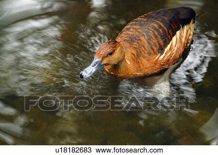 A duck moving in water View Large Photo Image Stock Image - A duck moving in water. Fotosearch