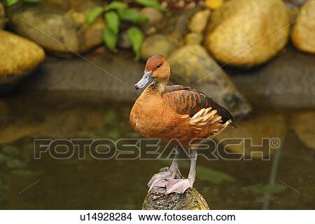 A duck perched on a rock View Large Photo Image Picture - A duck perched on a rock. Fotosearch