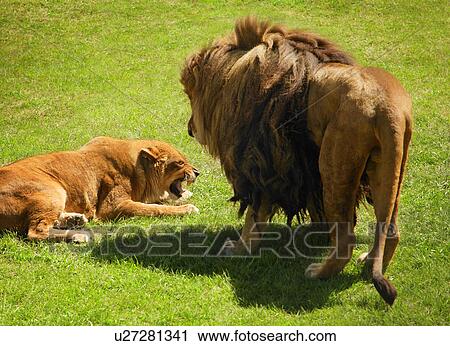 A lion and lioness View Large Photo Image Stock Image - A lion and lioness. Fotosearch