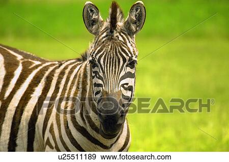 Stock Photo - A portrait of a zebra. Fotosearch