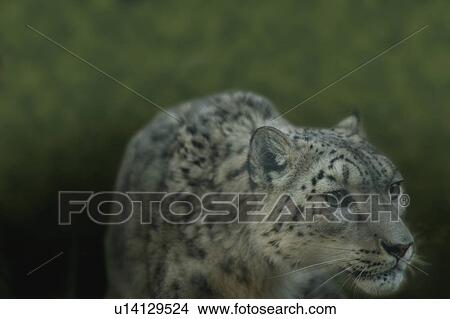 A snow leopard View Large Photo Image Picture - A snow leopard. Fotosearch