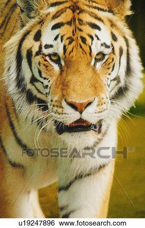 A tiger View Large Photo Image Stock Photograph - A tiger. Fotosearch