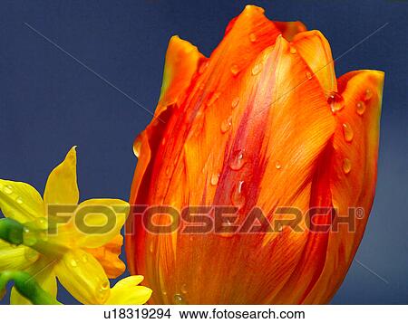 a tulip and daffodil View Large Photo Image Picture - a tulip and daffodil. Fotosearch