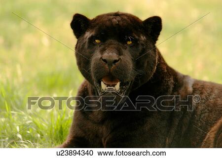 Stock Image - A wild cat. Fotosearch