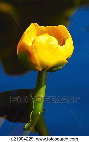Stock Photo - A yellow flower. Fotosearch