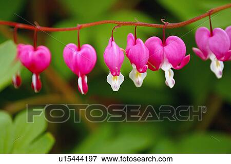 Bright flowers View Large Photo Image Stock Photo - Bright flowers. Fotosearch