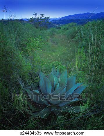 Broad leafed plant in bushes View Large Photo Image Stock Photography - Broad leafed plant in bushes. Fotosearch