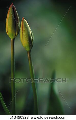 Closed tulips View Large Photo Image Stock Photo - Closed tulips. Fotosearch
