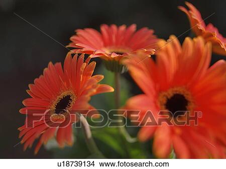 Closeup of colorful flowers View Large Photo Image Picture - Closeup of colorful flowers. Fotosearch