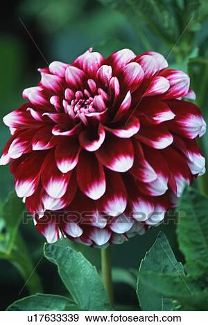 Closeup of pink flower View Large Photo Image Stock Photo - Closeup of pink flower. Fotosearch