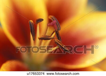 Closeup of red and yellow flower View Large Photo Image Picture - Closeup of red and yellow flower. Fotosearch