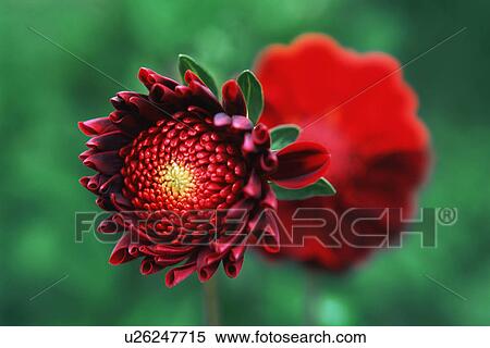 Closeup of red flower View Large Photo Image Stock Photography - Closeup of red flower. Fotosearch