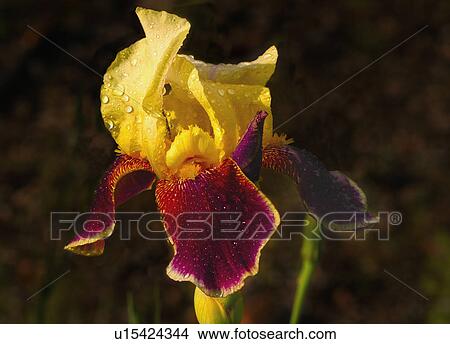 Dewy iris View Large Photo Image Picture - Dewy iris. Fotosearch