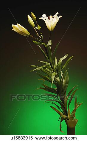 Flower View Large Photo Image Stock Photography - Flower. Fotosearch