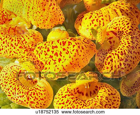 Stock Photography - Flowers. Fotosearch