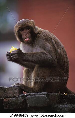 Monkey eating fruit View Large Photo Image Stock Photo - Monkey eating fruit. Fotosearch