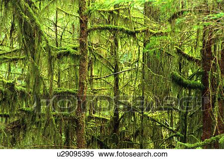 Moss-covered trees View Large Photo Image Stock Photography - Moss-covered trees. Fotosearch