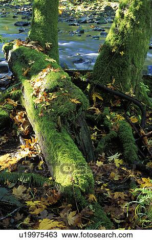 Stock Image - Moss growth on tree. Fotosearch