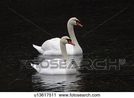 Stock Image - Pair of white swans. Fotosearch