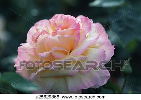 Perfect Peace rose View Large Photo Image Stock Photography - Perfect Peace rose. Fotosearch