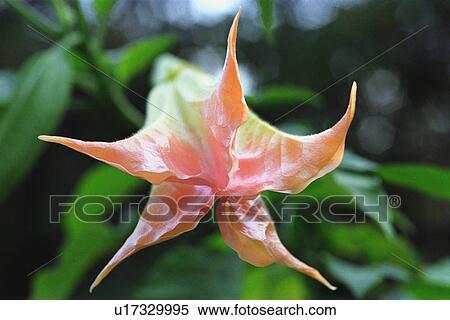 Pink and yellow flower View Large Photo Image Stock Photography - Pink and yellow flower. Fotosearch