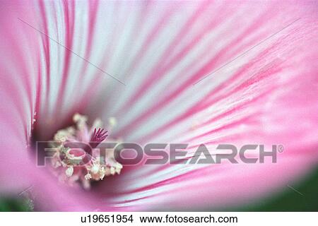 Picture - Pink flower. Fotosearch