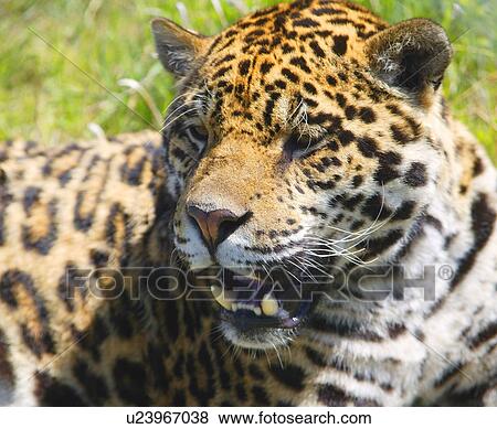 Portrait of a leopard View Large Photo Image Stock Photo - Portrait of a leopard. Fotosearch
