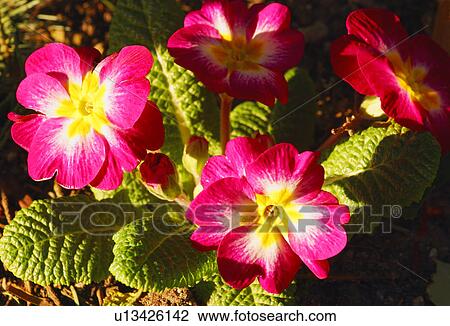 Primrose flower View Large Photo Image Stock Image - Primrose flower. Fotosearch