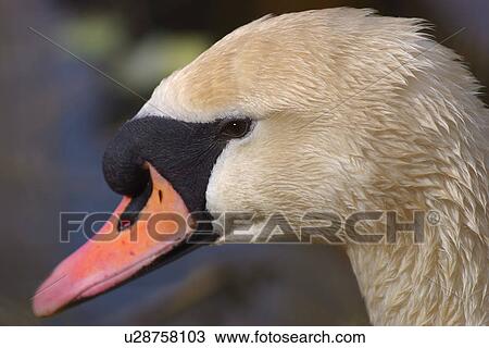 Stock Image - Profile of a swan. Fotosearch