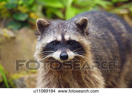 Raccoon View Large Photo Image Picture - Raccoon. Fotosearch