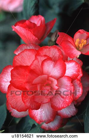 Stock Image - Red and white flower. Fotosearch