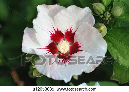 Stock Photography - Red and white flower. Fotosearch
