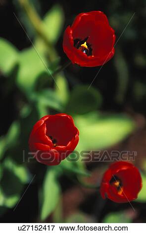Stock Photo - Red tulips. Fotosearch