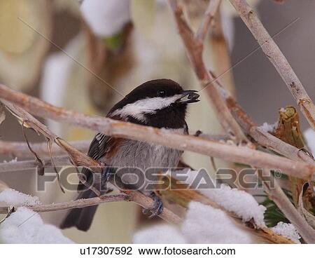 Small bird with a seed View Large Photo Image Stock Image - Small bird with a seed. Fotosearch