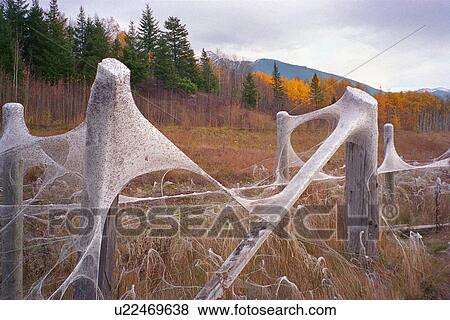 Stock Photo - Spider webs on barbed wire fence. Fotosearch