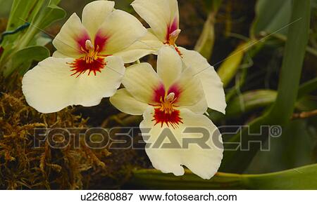 Stock Photo - White flowers. Fotosearch