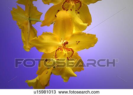 Stock Image - Yellow flowers. Fotosearch