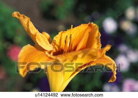 Yellow gold flower View Large Photo Image Stock Image - Yellow gold flower. Fotosearch