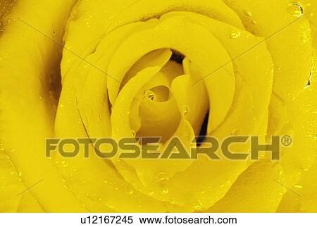 Yellow rose View Large Photo Image Stock Photography - Yellow rose. Fotosearch