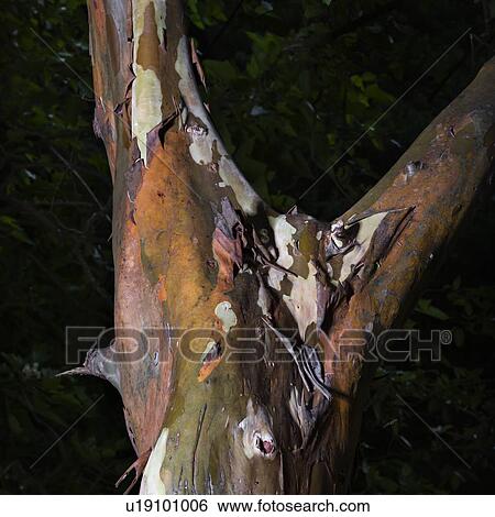 Stock Photograph - Close up of bark and branches of tree.. Fotosearch