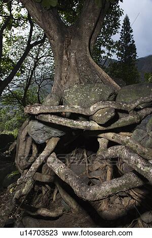 Close up of tangled roots of tree. View Large Photo Image Stock Image - Close up of tangled roots of tree.. Fotosearch
