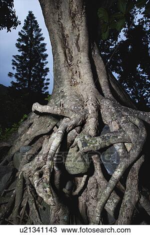 Close up of tangled roots of tree. View Large Photo Image Stock Image - Close up of tangled roots of tree.. Fotosearch