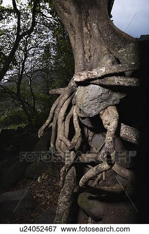 Close up of tangled roots of tree. View Large Photo Image Stock Photo - Close up of tangled roots of tree.. Fotosearch