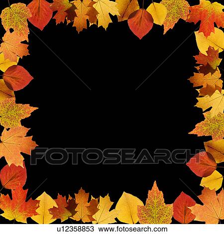 Frame composed of Sugar Maple leaves on black background. View Large Photo Image Stock Image - Frame composed of Sugar Maple leaves on black background.. Fotosearch