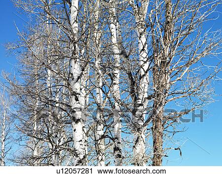 Stock Image - Group of trees with blue sky in background.. Fotosearch