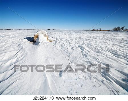 Stock Image - Hay bale in snow covered field with blue sky in background.. Fotosearch
